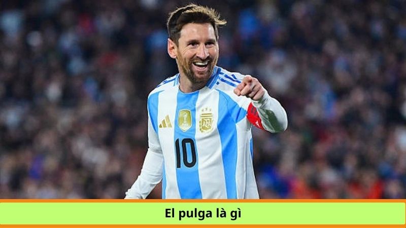 el pulga là gì